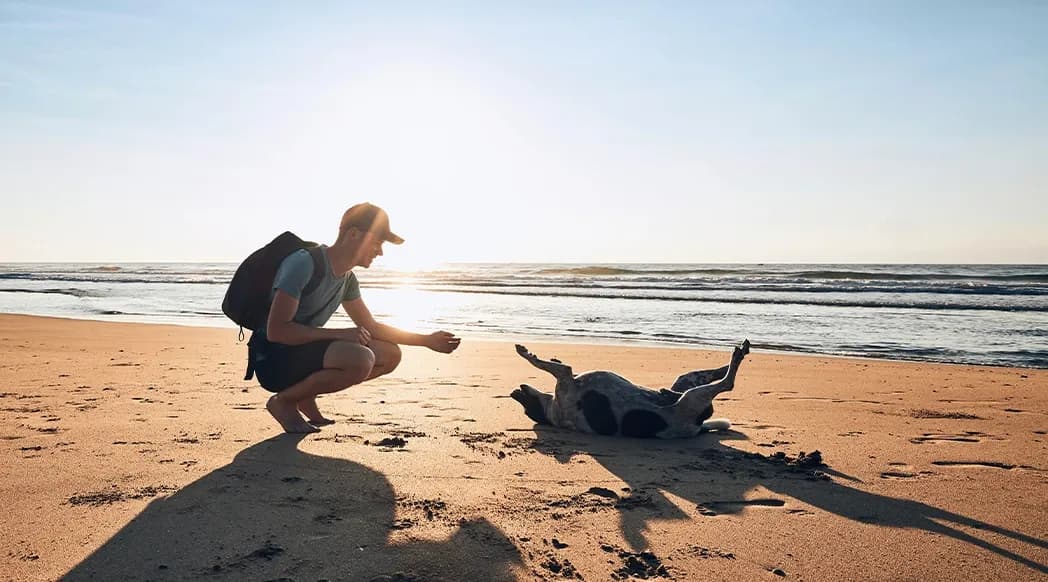 dog on beach