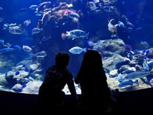 skegness aquarium